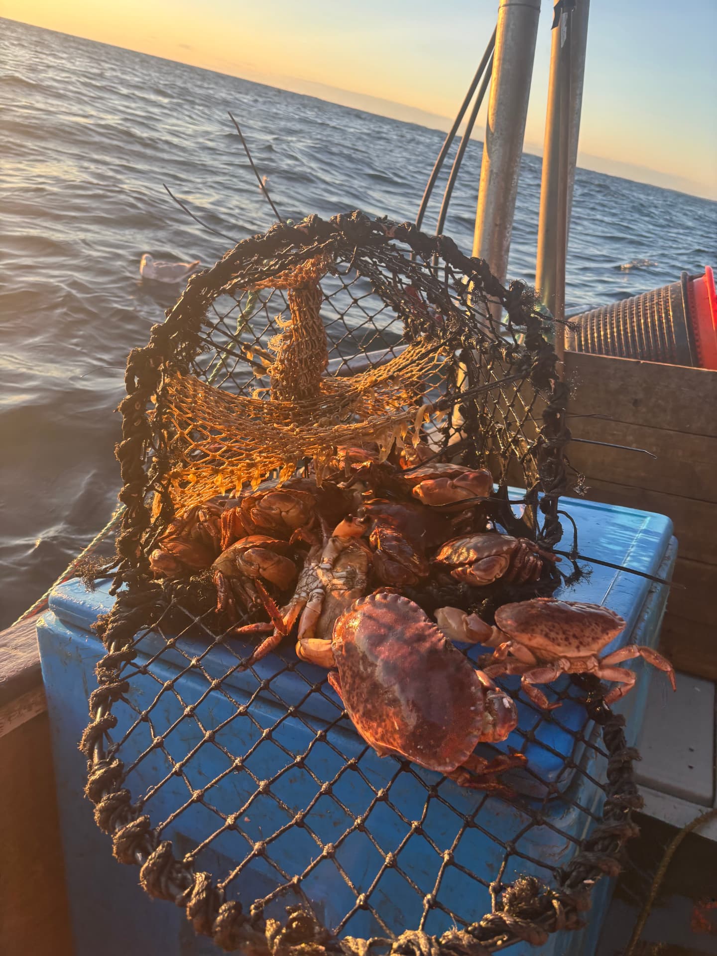 Tina full med nyfångade krabbor på däcket utanför Skärhamn